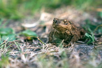 A toad in the field.