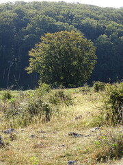 pine tree in the mountains