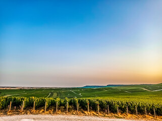 Fototapeta premium vineyard at sunset