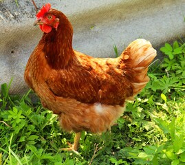 Ginger hen walking on green grass