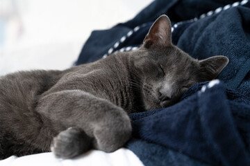 Fototapeta na wymiar Grey lazy russian blue cat lying on a white and blue bed sleeping
