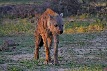 Spotted hyena Crocuta with sick eye moving in natural habitat, Kruger National Park in South Africa