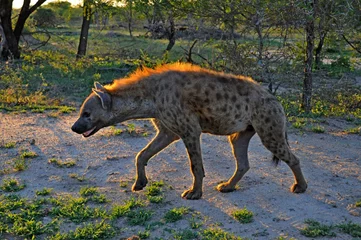 Fotobehang Hyena Cruel spotted hyena Crocuta in the sun rays at sunset, Kruger national Park in South Africa, side view  © Don Serhio