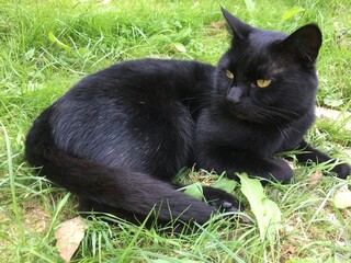 black cat on grass