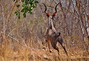 Rear view of Greater kudu buck antelope jumping in natural habitat, Kruger National Park in South Africa © Don Serhio
