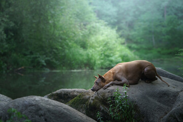 the dog sits on a stone in the water. Thai Ridgeback in nature, in the forest