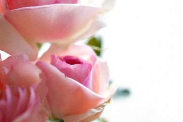 ばらの花のクロースアップ イメージ 白背景 右側にコピースペース