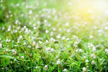 green grass background