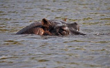 Fototapeta premium Head of huge hippo above water, Chobe national park in Botswana