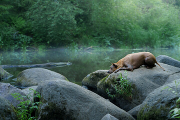 the dog sits on a stone in the water. Thai Ridgeback in nature, in the forest