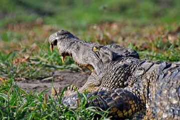 View of big african crocodile with open mouth lying in natural habitat, Chobe National Park in Botswana