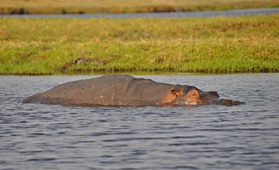 Fototapeta premium Huge hippopotamus in water, Chobe national park in Botswana