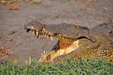 Closeup of a huge african crocodile with open mouth lying in natural habitat, Chobe National Park in Botswana
