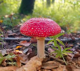 mushroom fly agaric in the forest in autumn