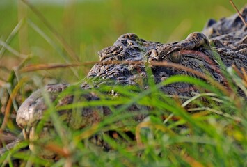 Close up of big african crocodile in natural habitat, Chobe National Park in Botswana