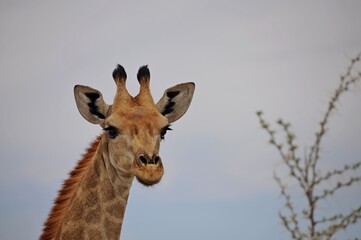 Giraffe head over sky background, Close up, front view