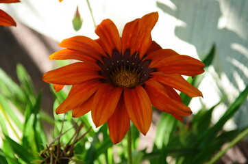 close up of gazania flower or african daisy in a garden
