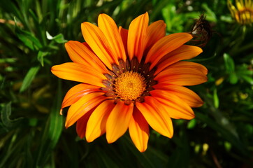 close up of gazania flower or african daisy in a garden
