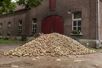 a large stack of potatoes for consumption