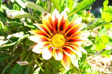 close up of gazania flower or african daisy in a garden