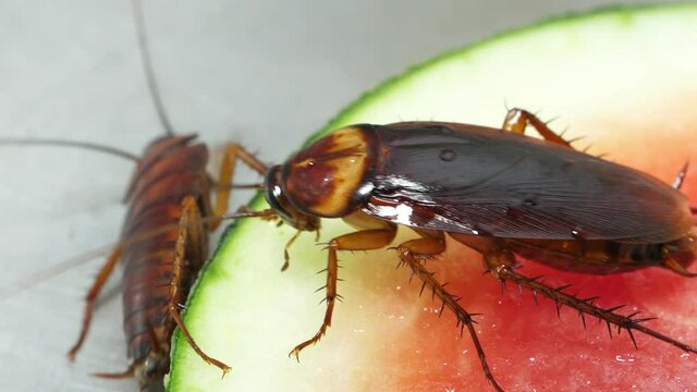 4K footage. Close up cockroach family eats watermelon food on plate in the kitchen