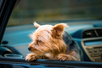yorkshire terrier in car