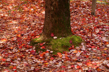 根元に苔の生えた木の下に無数に散らばる複数種類の紅葉した落ち葉