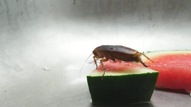 4K footage. Close up cockroach family eats watermelon food on plate in the kitchen