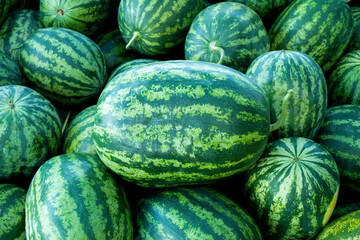 A lot of large ripe green striped watermelons