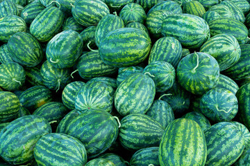 A lot of large ripe green striped watermelons