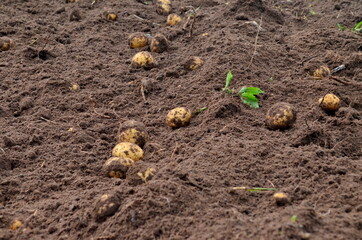 Fresh organic potatoes in the field, harvesting potatoes from soil. Potato Harvesting.