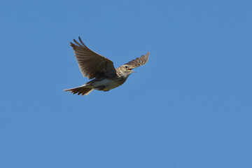 Fototapeta premium Eurasian Skylark (Alauda arvensis) singing in flight