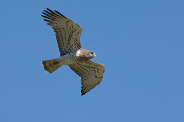Short-toed Snake Eagle (Circaetus gallicus) flying 