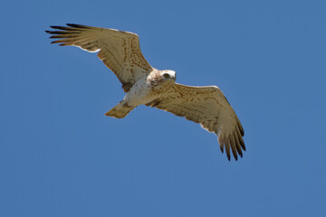 Juvenile Short-toed Snake Eagle (Circaetus gallicus) flying 