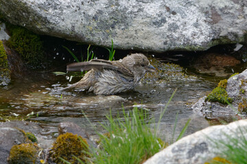 Female Red Crossbill (Loxia curvirostra) bathing