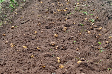 Fresh organic potatoes in the field, harvesting potatoes from soil. Potato Harvesting.