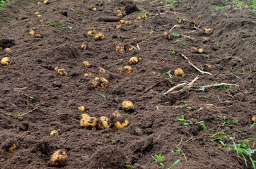 Fresh organic potatoes in the field, harvesting potatoes from soil. Potato Harvesting.