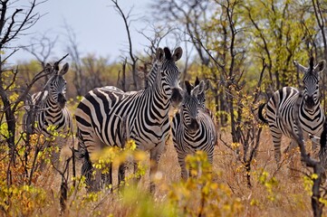 Herd of zebras grazing in natural habitat, Kruger National Park, South Africa
