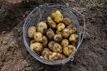 Wicker basket full of freshly dug dirty new potatoes on field, Potato Harvesting.
