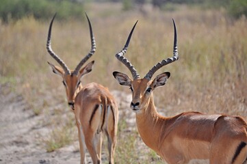 Naklejka na ściany i meble Two graceful impala males antelope in real habitat, Kruger National Park in South Africa