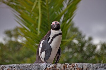 South African penguin, Cape Town, South Africa