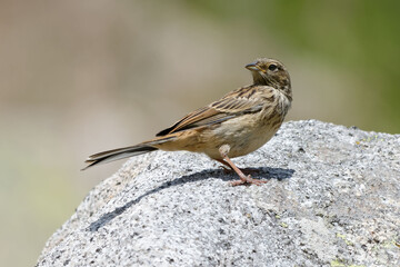 Corn Bunting resting (Emberiza calandra)