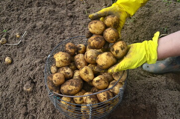 Hands of Woman puts freshly harvested potatoes in wicker basket, Close Up. Potato Harvesting.