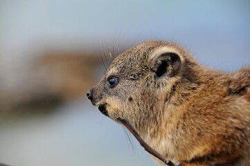 A hyrax (dassies) in natural habitat, Kruger National Park, South Africa