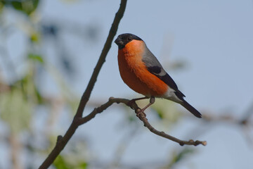 Fototapeta premium Male Eurasian Bullfinch (Pyrrhula pyrrhula) perched on a branch