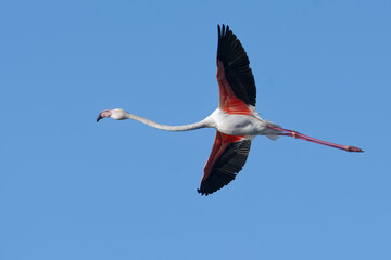 Greater Flamingo (Phoenicopterus roseus) flying