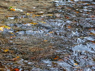 Fototapeta premium The surface of the lake with fallen autumn leaves floating in it.