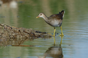 Juvenile Common Moorhen (Gallinula chloropus)