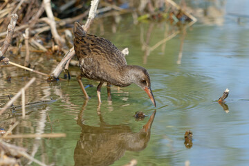 Juvenile Water Rail (Rallus aquaticus)