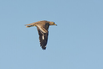 Eurasian Stone-curlew (Burhinus oedicnemus) flying in the blue sky